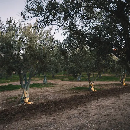 فندق مبيت وإفطار Od أورلا